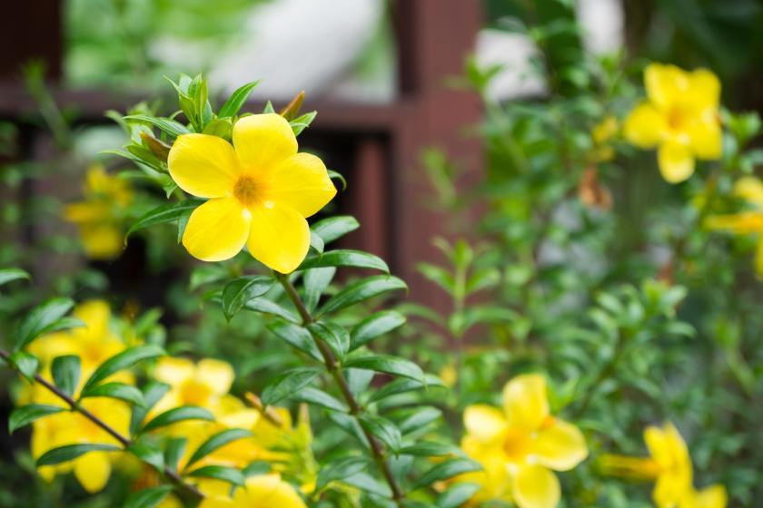 Weekender Bungalow شاطئ لاماي المظهر الخارجي الصورة